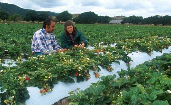 Fruit picking in farming has relied on migrant workers traditionally.